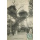 4 cpa 92 LE PLESSIS ROBINSON. Arbre des Roches, vrai Arbre et grand Arbre 1906