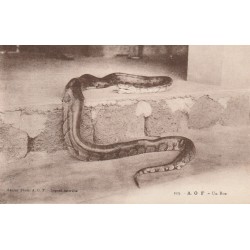 A.O.F Côte d'Ivoire BOUAKE. Serpent un Boa