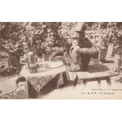A.O.F Côte d'Ivoire BOUAKE. Un Chimpanzé à table