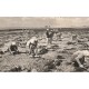 Photo cpsm petit format 17 FOURAS. La Pêche au Coquillages à la Pointe de la Fumée 1959