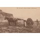 17 ILE DE RE. Récolte du Varech à la Côte Sauvage 1926