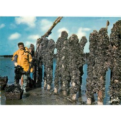 5 Photo Cpsm grand format METIERS DE LA MER. Elevage Moules sur bouchots, ramassage Huîtres sur Parc et Mytiliculteur