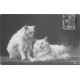 Rare et Superbe lot de 20 cartes postales anciennes " FANTAISIES " à partir de 1903