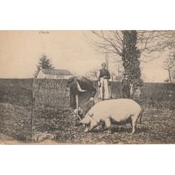 24 SAINTE-MARIE-DE-CHIGNAC. Recherche de la Truffe en Périgord, l'Arrêt 1919