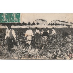 34 BEZIERS. Les Vendanges avec Coupeuses et Porteurs de raisins