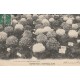 Paris EXPOSITION D'HORTICULTURE. Chrysanthèmes 1912