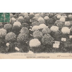 Paris EXPOSITION D'HORTICULTURE. Chrysanthèmes 1912