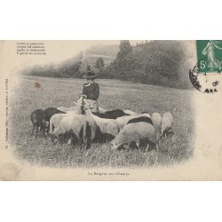 Régions EN AUVERGNE. La Bergère aux Champs avec ses moutons 1908