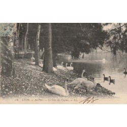 69 LYON. Le Coin des Cygnes au Parc 1908