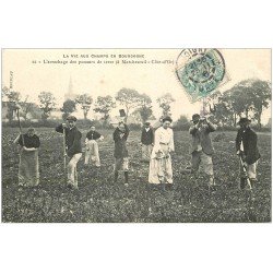 21 MARCHESEUIL. L'arrachage des pommes de terre 1906. Rare cliché Bruneau