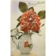 Rare et superbe lot de 20 cpa FANTAISIES diverses dès 1910...