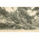 77 MONT USSY. Arbre le Gutenberg vers 1900